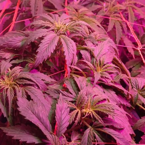 Tangie XXL Auto growlog timeline photo