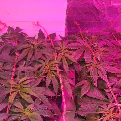 Tangie XXL Auto growlog timeline photo