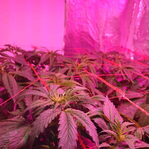 Tangie XXL Auto growlog timeline photo