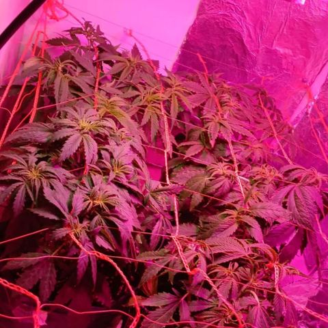 Tangie XXL Auto growlog timeline photo
