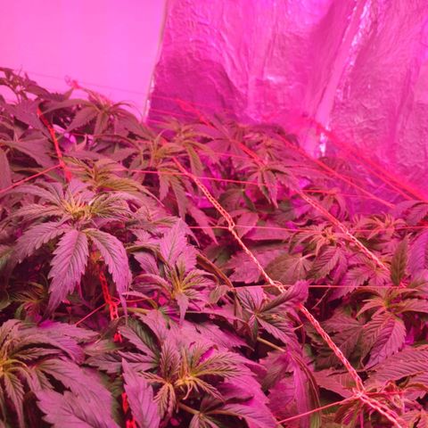 Tangie XXL Auto growlog timeline photo
