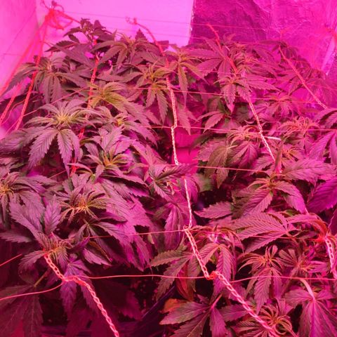 Tangie XXL Auto growlog timeline photo