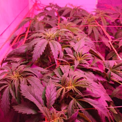 Tangie XXL Auto growlog timeline photo