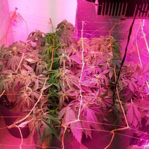 Tangie XXL Auto growlog timeline photo