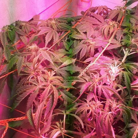 Tangie XXL Auto growlog timeline photo
