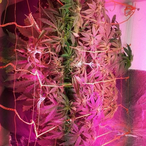 Tangie XXL Auto growlog timeline photo