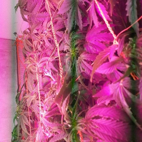 Tangie XXL Auto growlog timeline photo