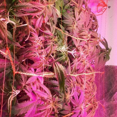 Tangie XXL Auto growlog timeline photo
