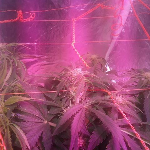Tangie XXL Auto growlog timeline photo