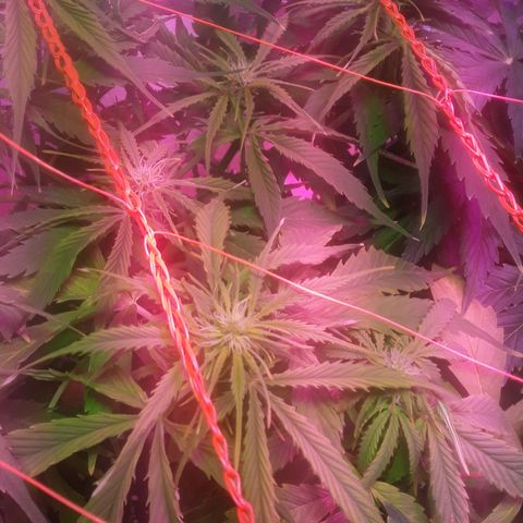 Tangie XXL Auto growlog timeline photo