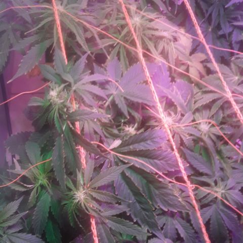 Tangie XXL Auto growlog timeline photo