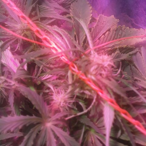 Tangie XXL Auto growlog timeline photo