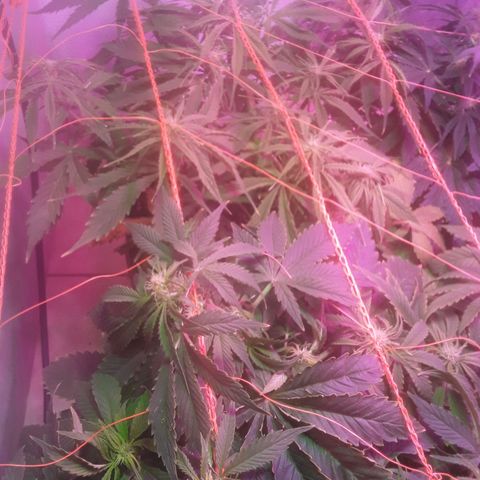 Tangie XXL Auto growlog timeline photo