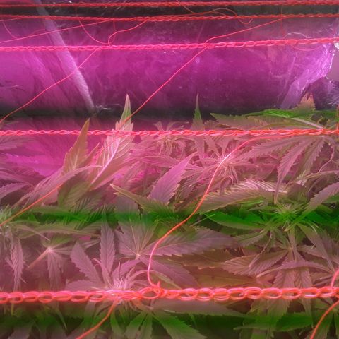 Tangie XXL Auto growlog timeline photo