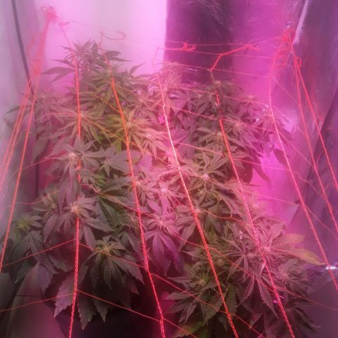 Tangie XXL Auto growlog timeline photo