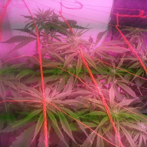 Tangie XXL Auto growlog timeline photo