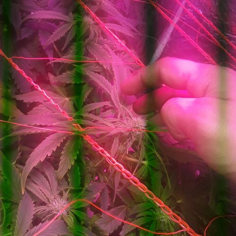Tangie XXL Auto growlog timeline photo