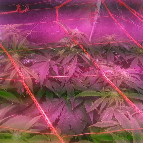 Tangie XXL Auto growlog timeline photo