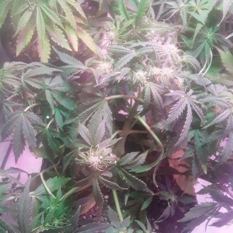 Tangie XXL Auto growlog timeline photo