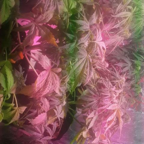 Tangie XXL Auto growlog timeline photo