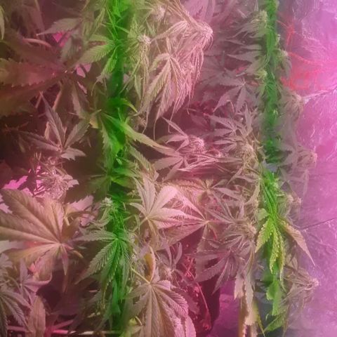 Tangie XXL Auto growlog timeline photo