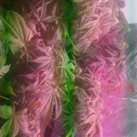 Tangie XXL Auto growlog timeline photo