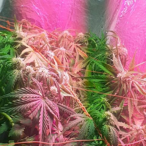 Tangie XXL Auto growlog timeline photo