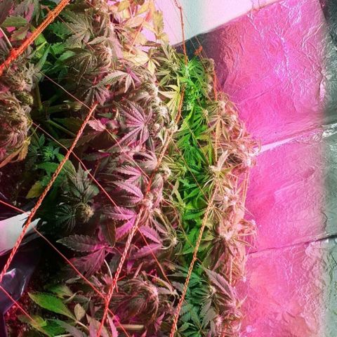 Tangie XXL Auto growlog timeline photo