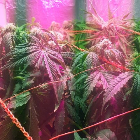 Tangie XXL Auto growlog timeline photo