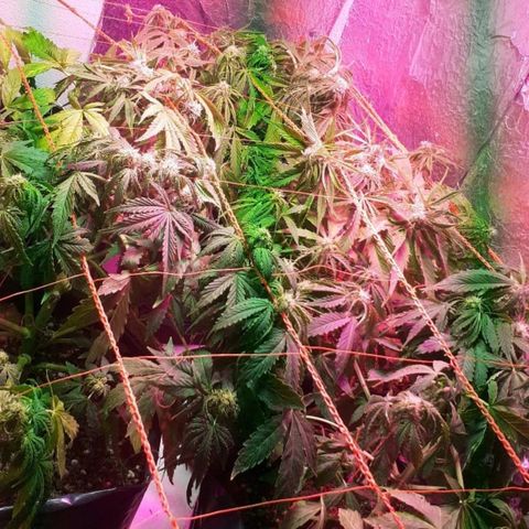 Tangie XXL Auto growlog timeline photo