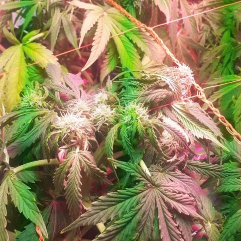 Tangie XXL Auto growlog timeline photo