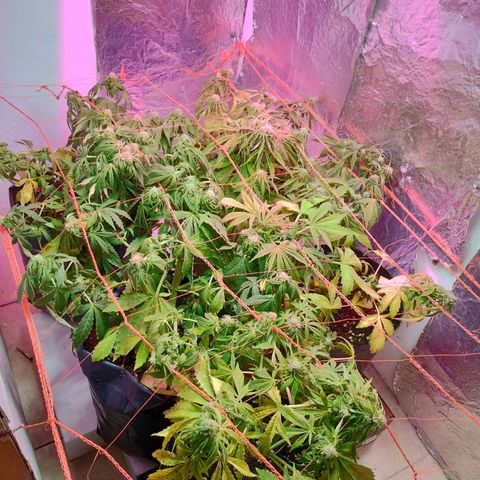 Tangie XXL Auto growlog timeline photo