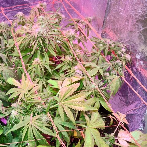 Tangie XXL Auto growlog timeline photo