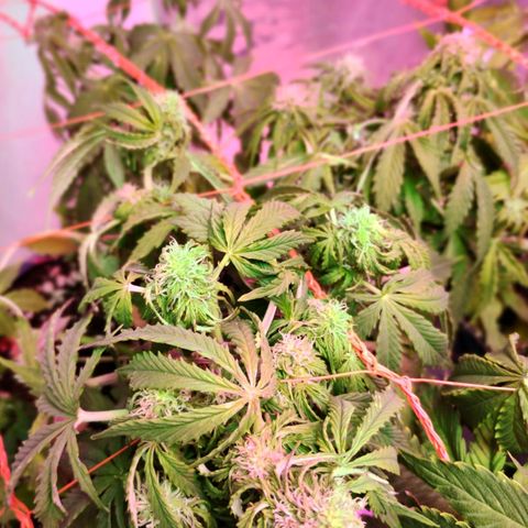 Tangie XXL Auto growlog timeline photo