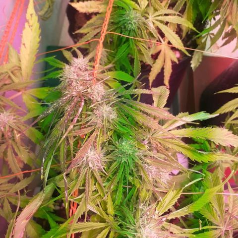 Tangie XXL Auto growlog timeline photo