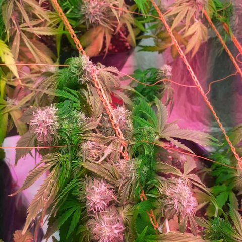 Tangie XXL Auto growlog timeline photo
