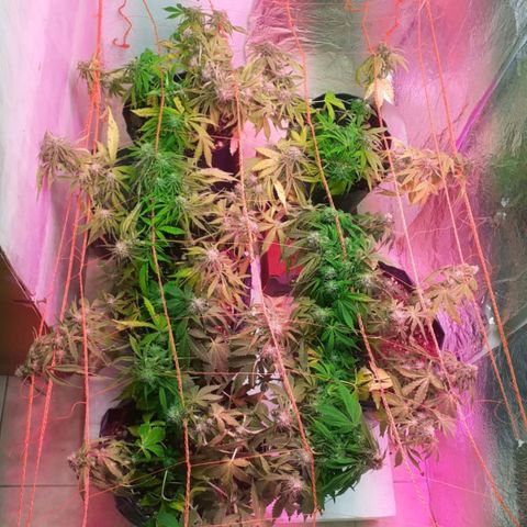 Tangie XXL Auto growlog timeline photo