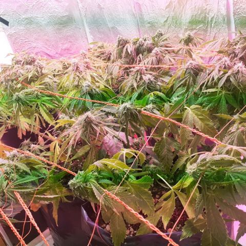 Tangie XXL Auto growlog timeline photo