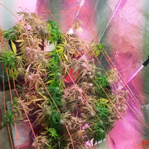 Tangie XXL Auto growlog timeline photo