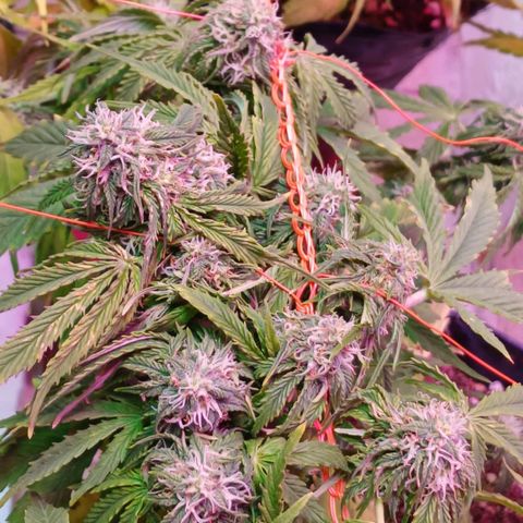 Tangie XXL Auto growlog timeline photo