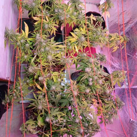 Tangie XXL Auto growlog timeline photo