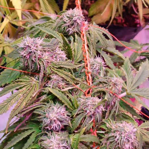 Tangie XXL Auto growlog timeline photo