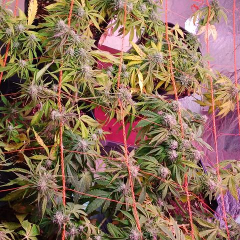 Tangie XXL Auto growlog timeline photo