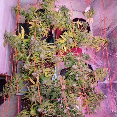 Tangie XXL Auto growlog timeline photo