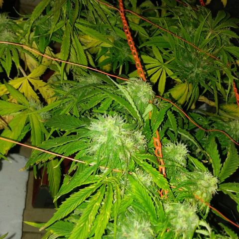 Tangie XXL Auto growlog timeline photo