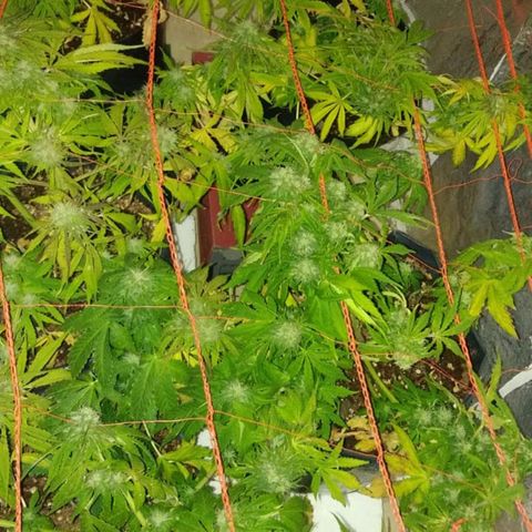 Tangie XXL Auto growlog timeline photo
