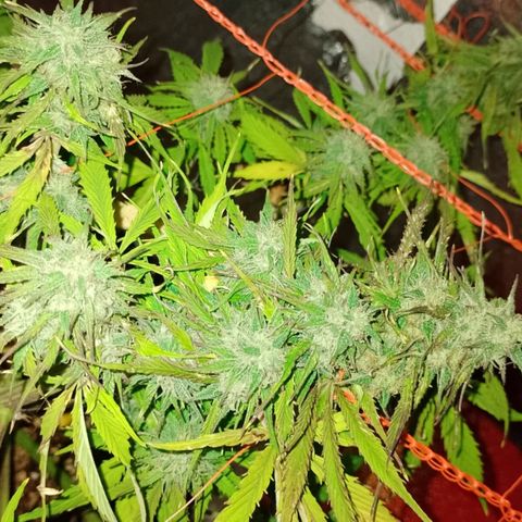 Tangie XXL Auto growlog timeline photo