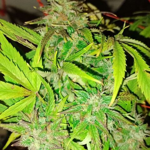 Tangie XXL Auto growlog timeline photo