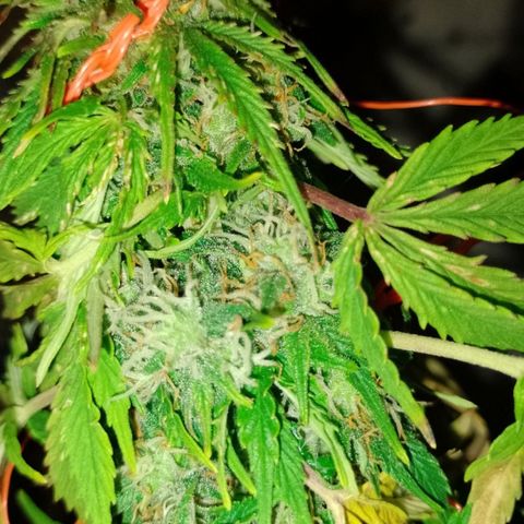 Tangie XXL Auto growlog timeline photo