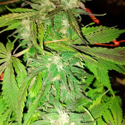 Tangie XXL Auto growlog timeline photo